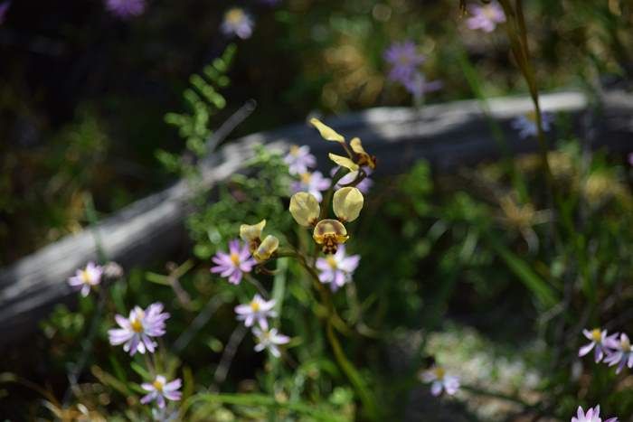 Diuris Donkey orchid Sep 2020 03.JPG